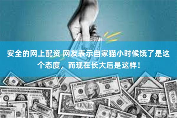 安全的网上配资 网友表示自家猫小时候饿了是这个态度，而现在长大后是这样！